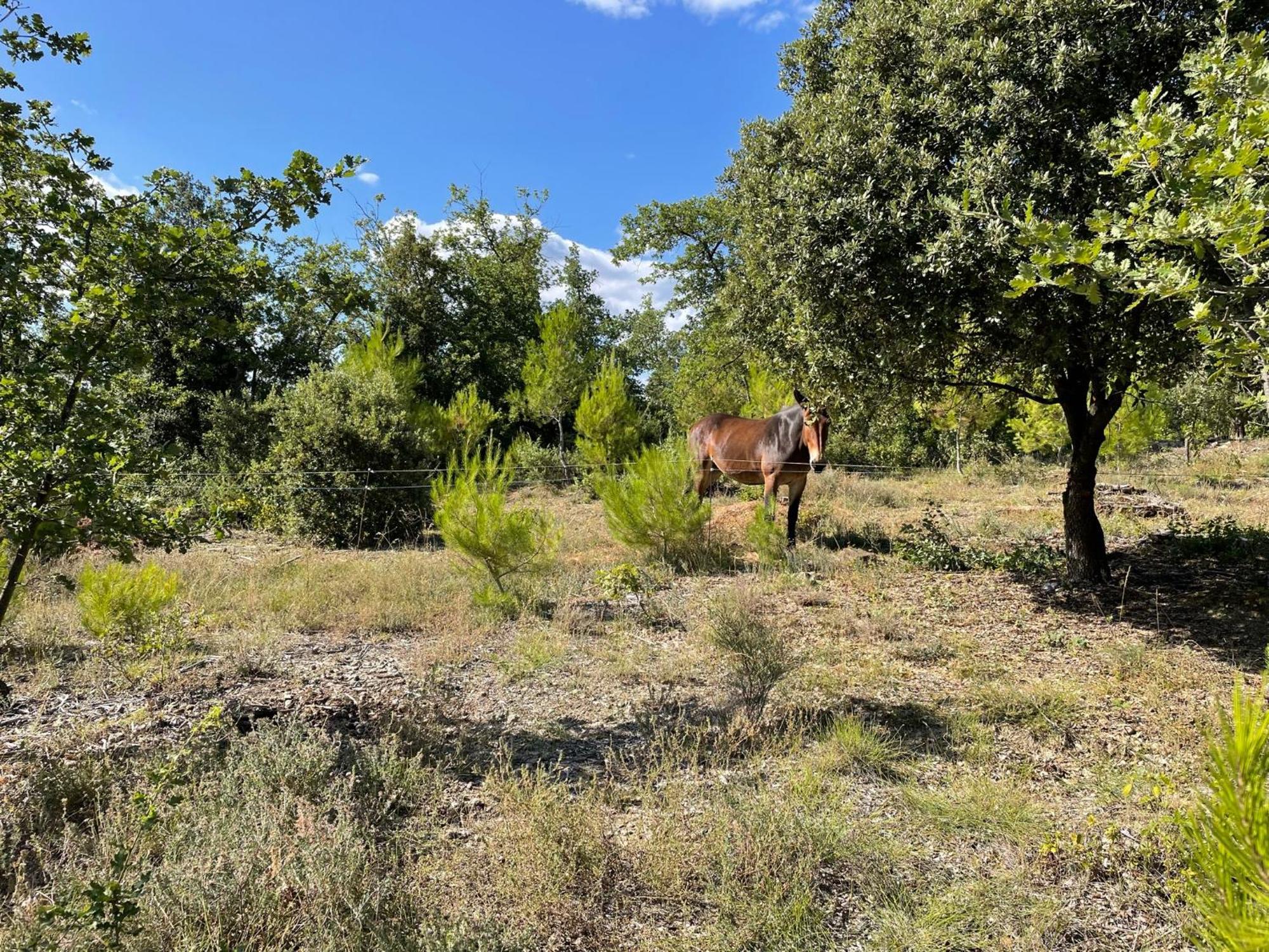 مبيت وإفطار Saint-Paulet-de-Caisson Les Yourtes De Provence المظهر الخارجي الصورة