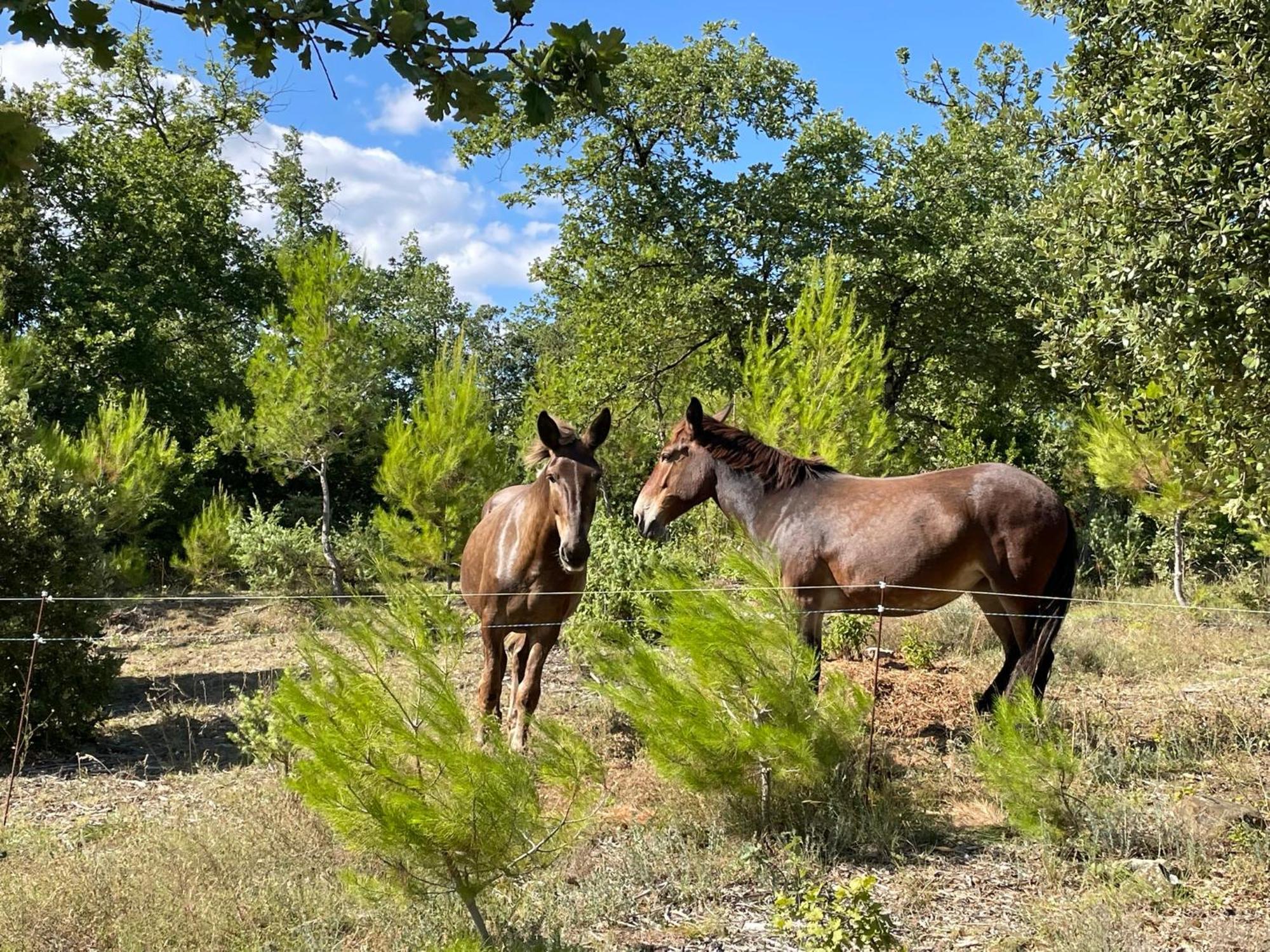 مبيت وإفطار Saint-Paulet-de-Caisson Les Yourtes De Provence المظهر الخارجي الصورة